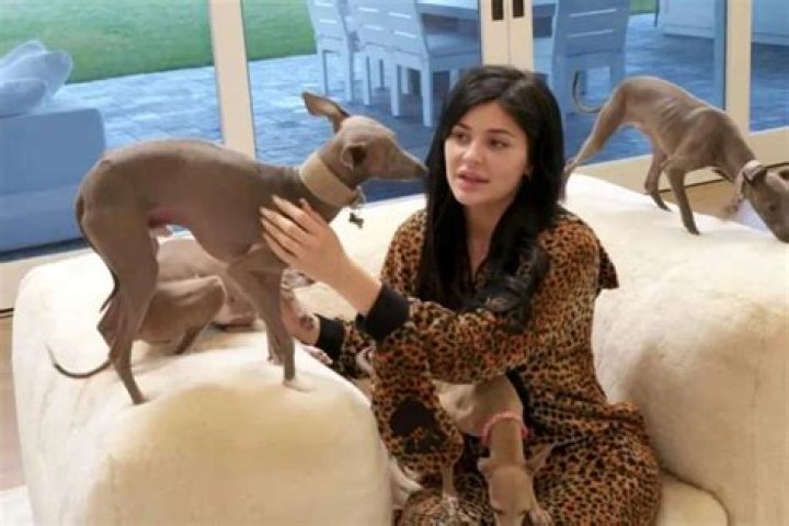 Kylie Jenner Admits Her Best Hire Was a Dog Nanny for Her 7 Italian Greyhounds