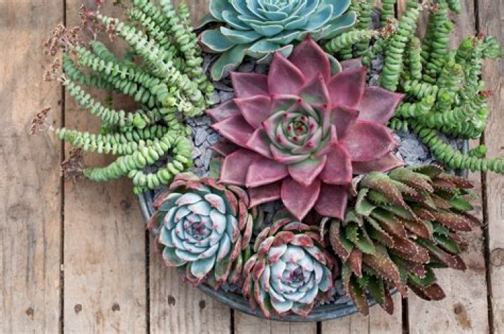 Succulent plant with healing properties
